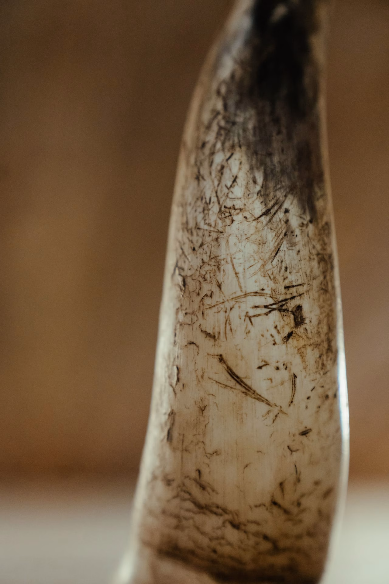 Detailed close-up of an animal horn showing natural patterns and textures in a rustic setting.