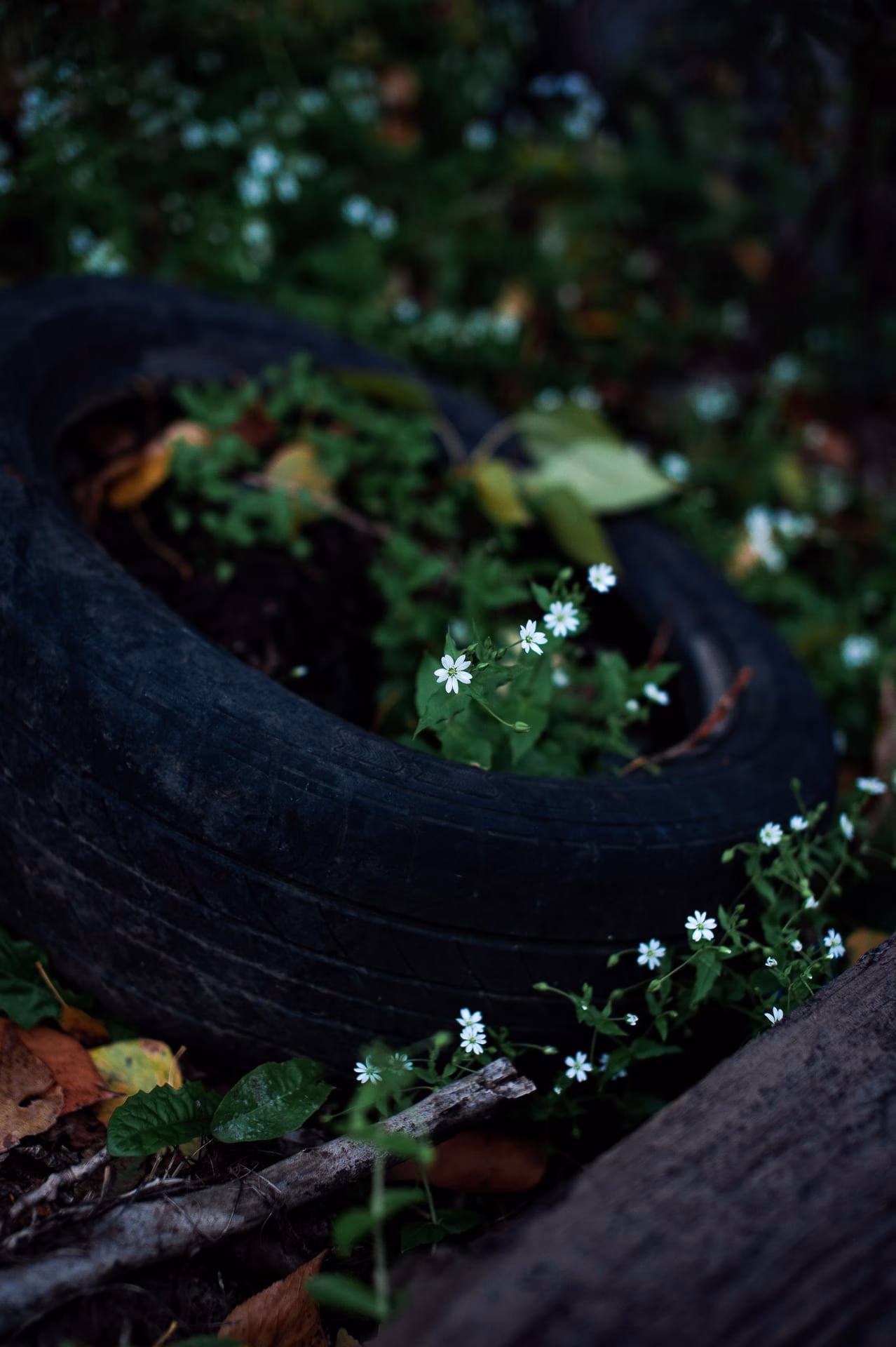 Close-up photo of small white flowers growing in an old tire in a natural setting.