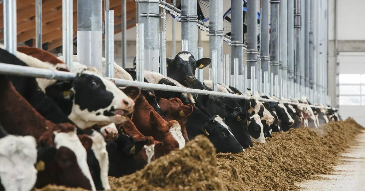 Didžiausias Europoje pienininkystės ūkis pradeda veiklą – į Radviliškį atvyko pirmosios telyčios | BNS Spaudos centras