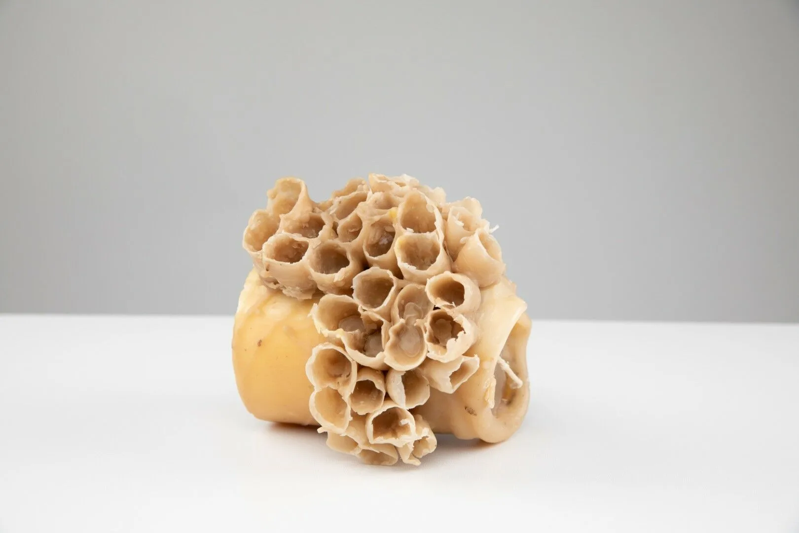 KTU ir partneriai pristato knygą apie dizainą, įkvėptą gamtos ir atsisakantį žmogaus dominavimo