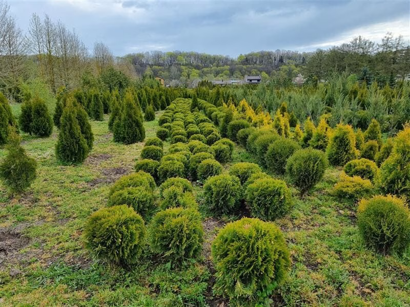 VMU specialistai pataria, kaip pasirinkti medelius ir krūmus sodinimui