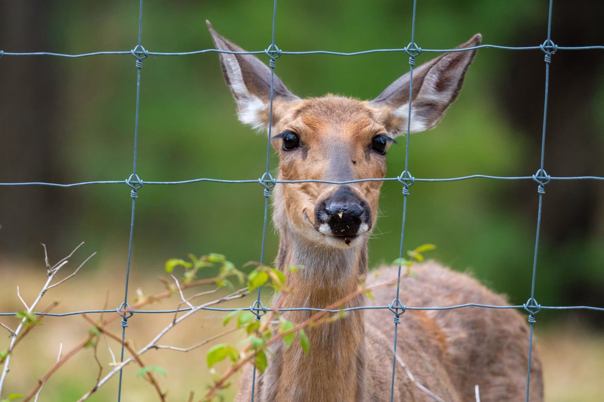 Close-up of a curious young deer behind a wire fence in a natural setting.