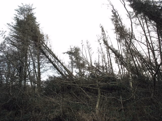 Storm damaged section of the Coedyfrochas Forest - geograph.org.uk - 677336