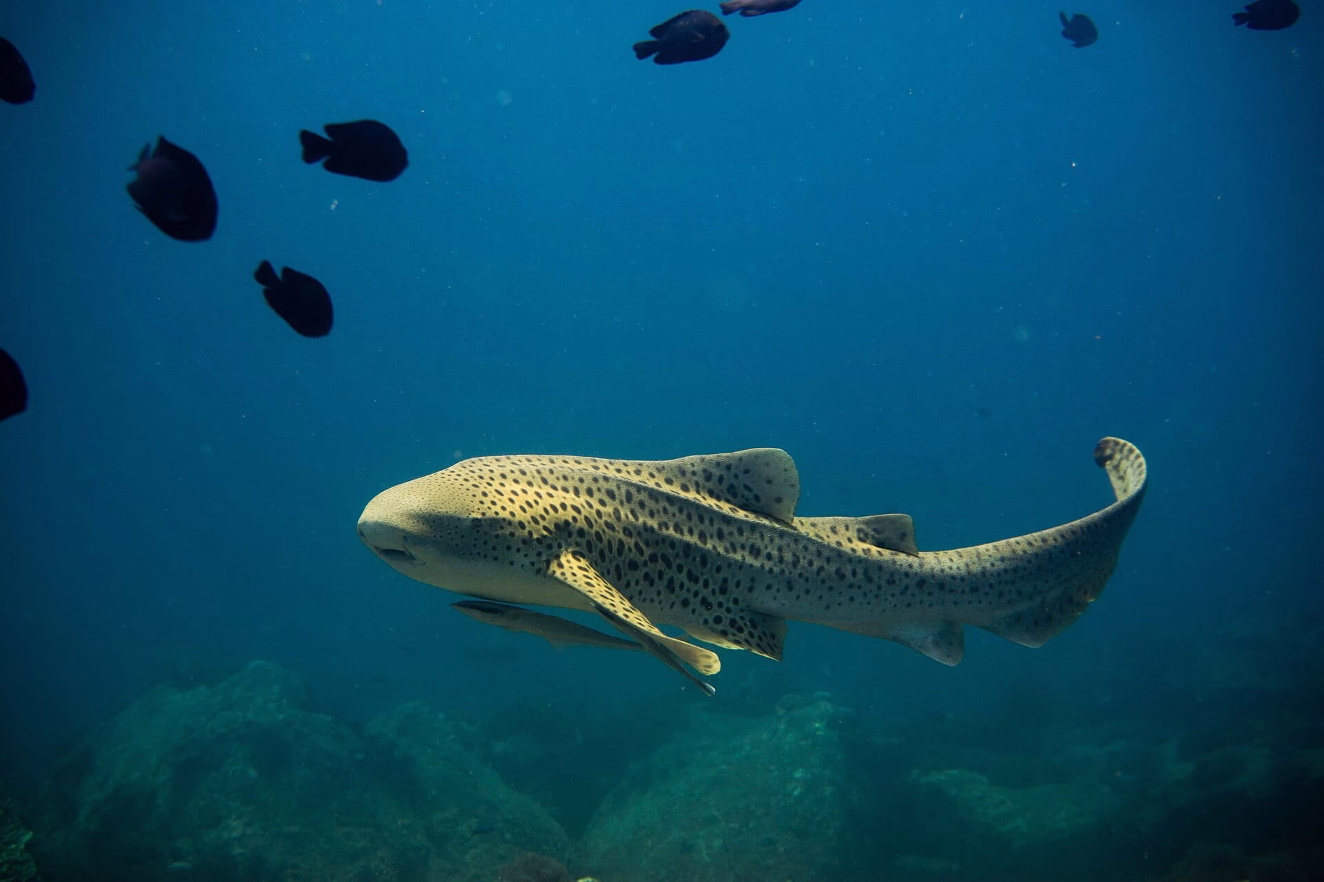 Zebra Shark