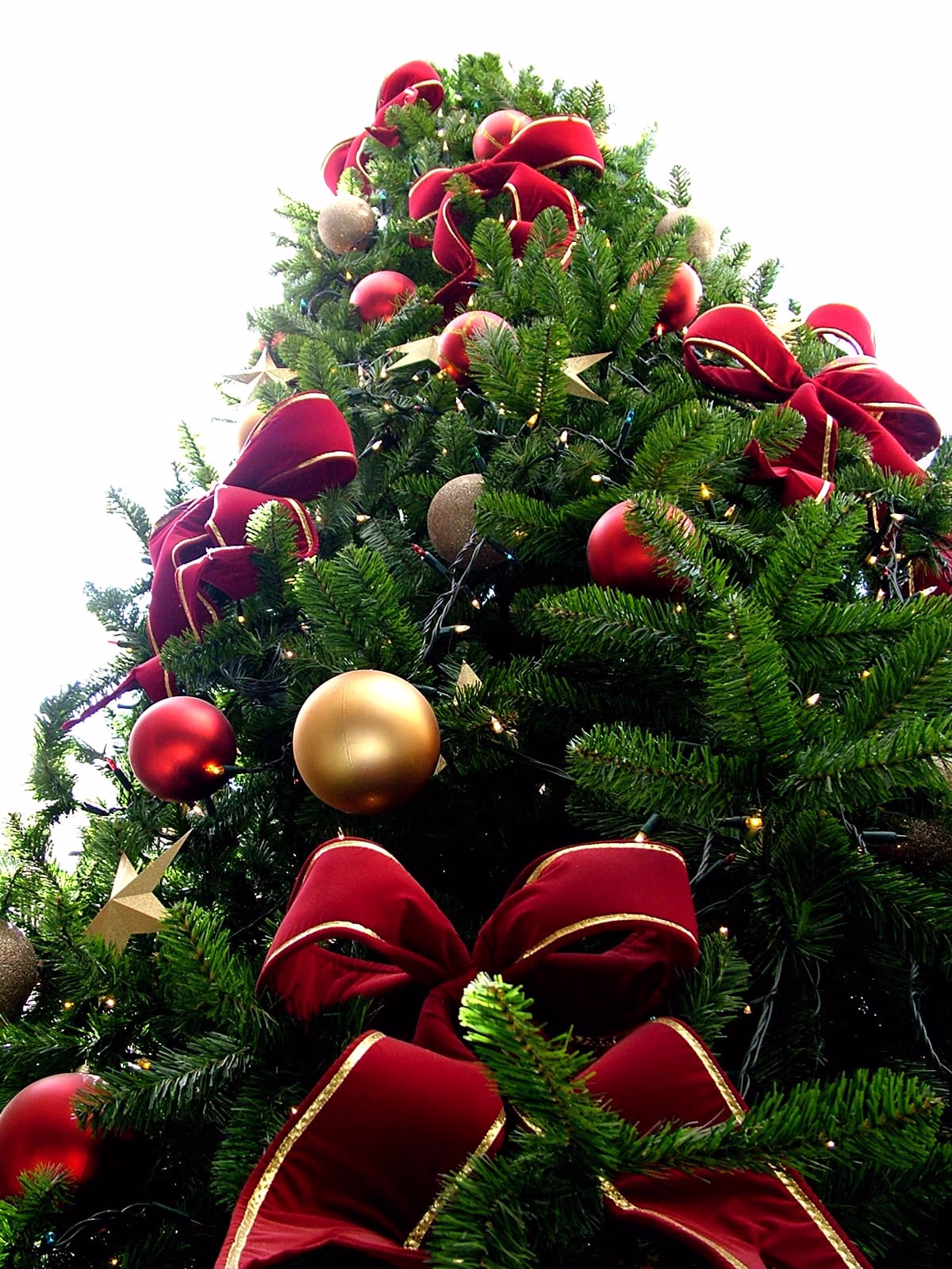 Christmas tree sxc hu