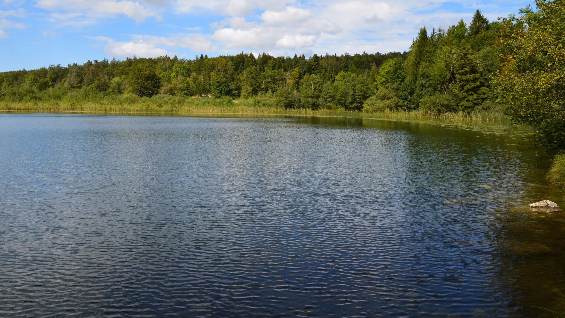 A serene lake amidst a vibrant green forest under a clear blue sky.