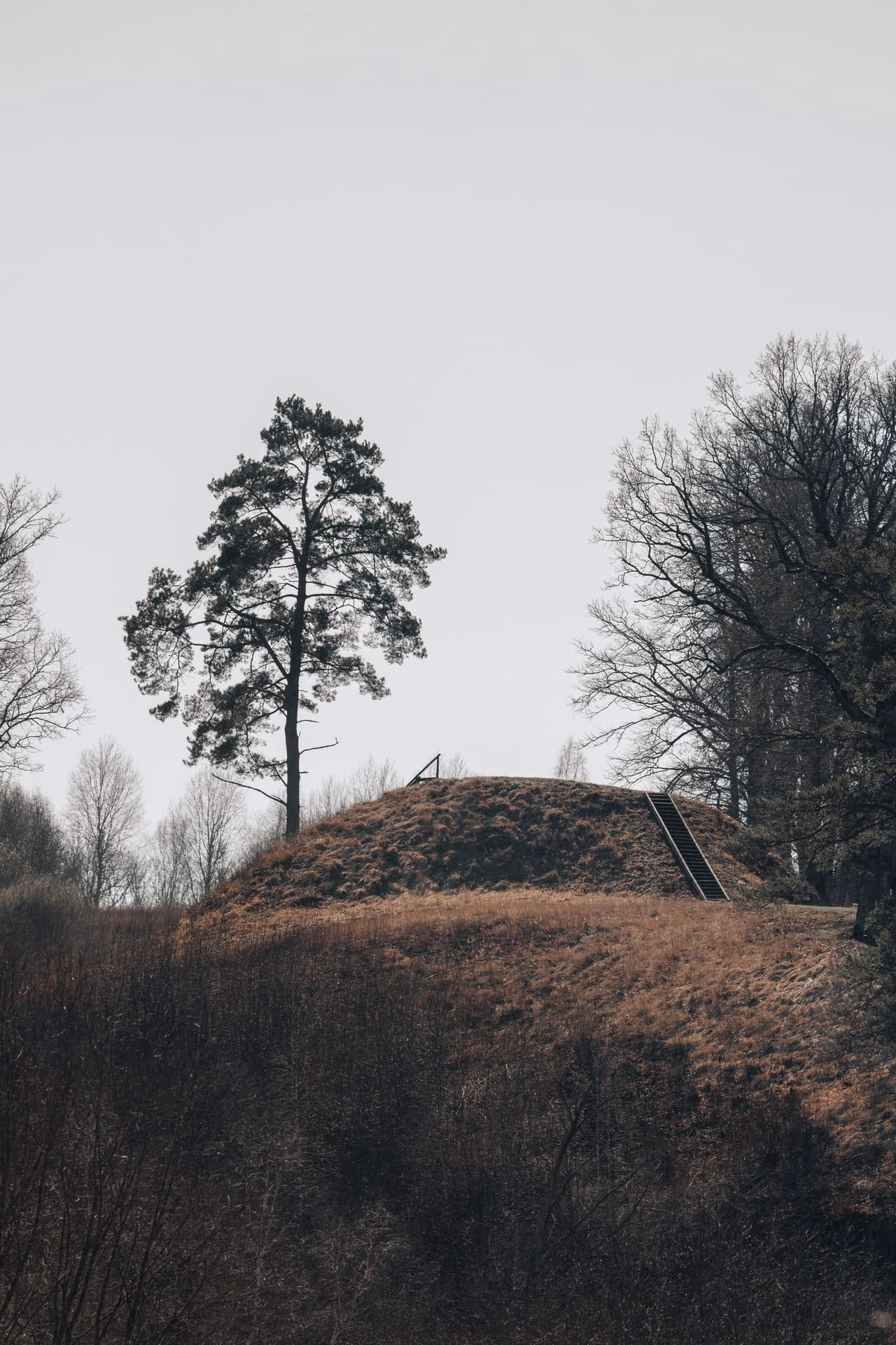 A serene winter landscape featuring a lone tree atop a grassy hill.