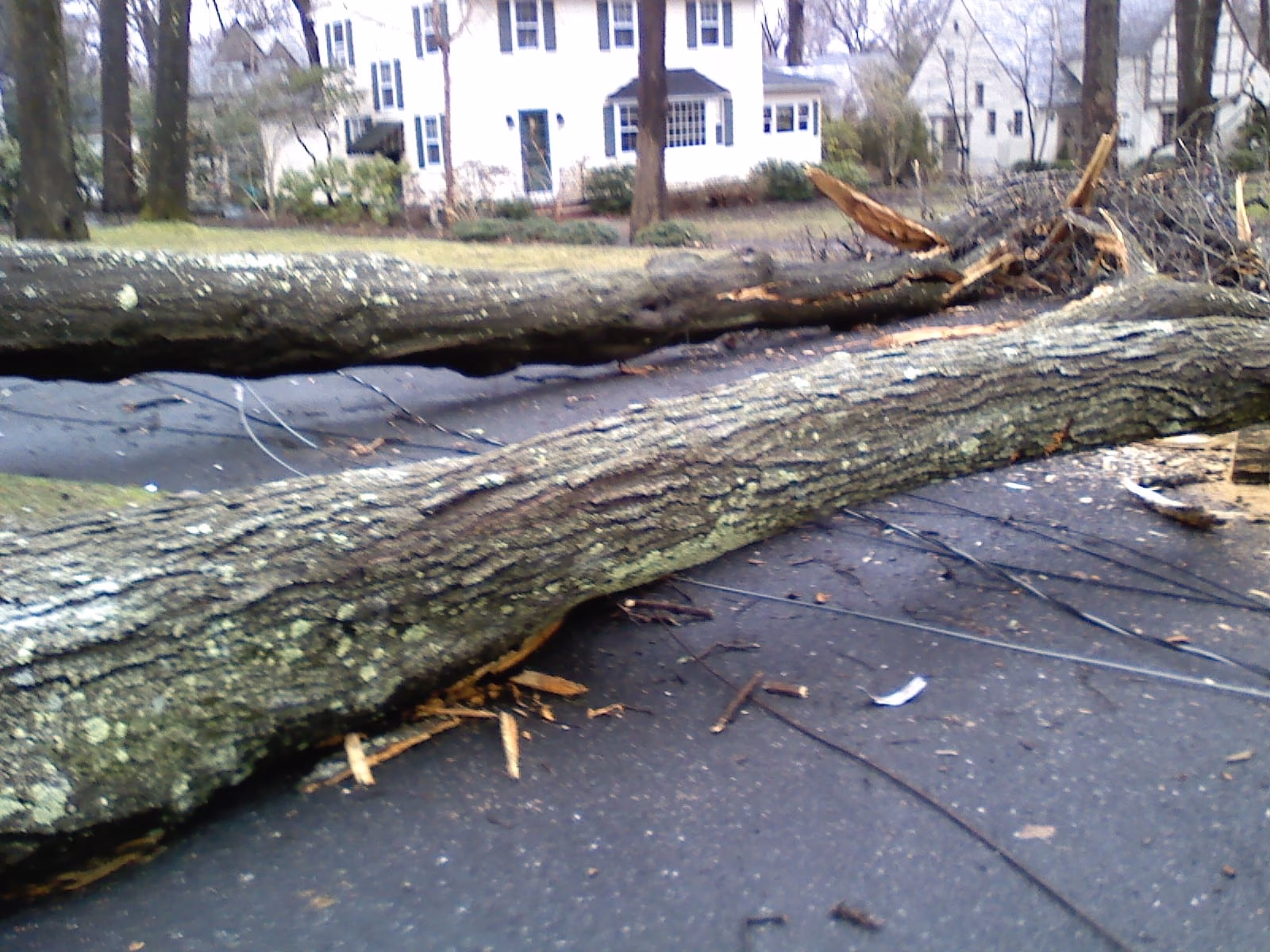File:14 March 2010 fallen tree (1).jpg